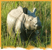 Kaziranga National Park Weekend Package