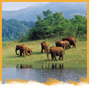 Periyar National Park Weekend Package