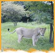 Gir National Park Weekend Tour Package