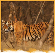 Ranthambore NationalWeekend Tour Package