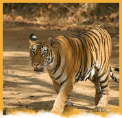 Bandhavgarh National Park Weekend Package