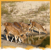 Bandhavgarh National Park Weekend Package