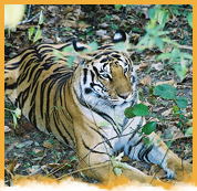 Kanha National Park Weekend Package