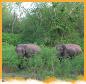 Bandipur National Park Weekend Package