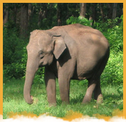 Nagarhole National Park Weekend Package