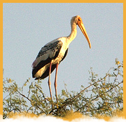 Bharatpur Bird Santuary Weekend Package