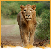 Lions of Gir Tour