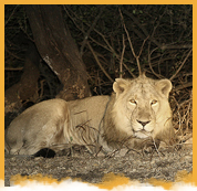 Lions of Gir Tour