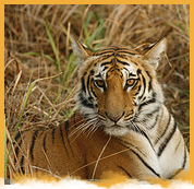 Corbett Wildlife Tour