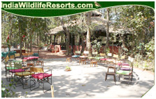 Bandhavgarh Jungle Lodge