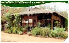 Bandhavgarh Jungle Lodge