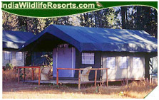Camp Forktail Creek Jungle Lodge