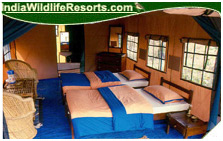 Camp Forktail Creek Jungle Lodge