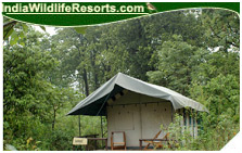 Camp Forktail Creek Jungle Lodge