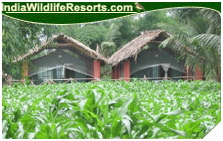 Jungle Inn Resort, Nagarhole National Park