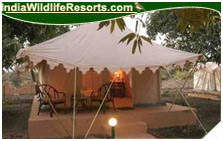 Lion Safari Camp Resort, Gir