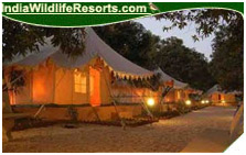 Lion Safari Camp Resort, Gir