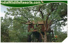 Tree House Hideaway Resort, Bandhavgarh