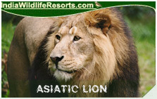 AsiaticLion