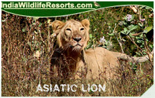 AsiaticLion