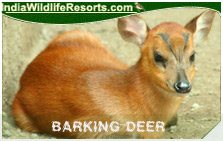 Barking Deer