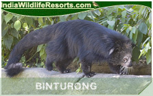 Binturong