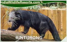 Binturong