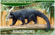 Binturong