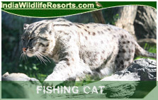 Fishing Cat