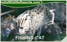 Fishing Cat