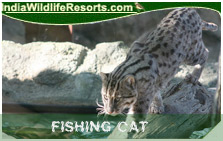 Fishing Cat