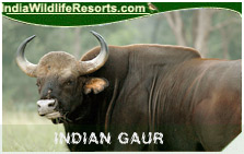 Indian Gaur