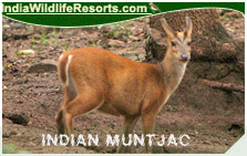 Indian Muntjac