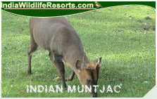 Indian Muntjac