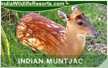 Indian Muntjac