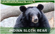 Indian Sloth Bear
