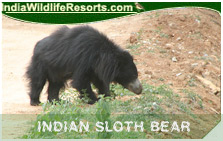 Indian Sloth Bear