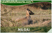 Indiam Nilgai