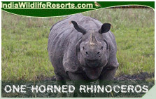 Indian One Horned Rhinoceros