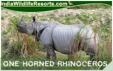 Indian One Horned Rhinoceros