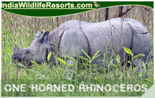 Indian One Horned Rhinoceros