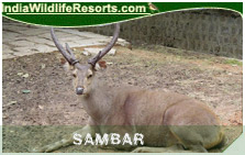 Indian Sambar