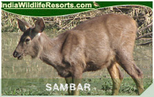 Indian Sambar