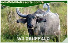 Indian Wild Buffalo